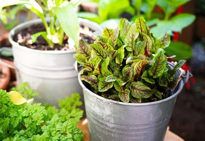 Atelier Jardin au naturel : Cultiver des aromatiques sur mon balcon