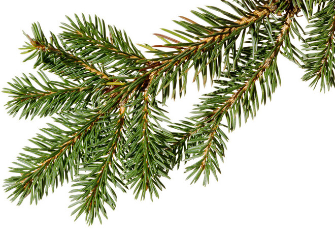 Branche de sapin de Noël ©Romiri-Fotolia