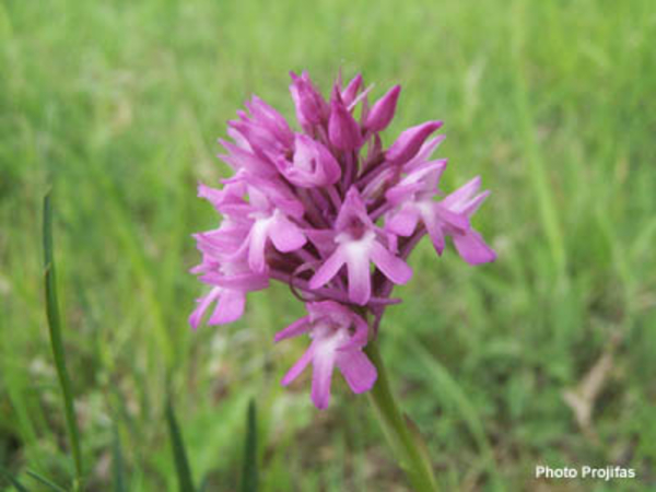 "Orchis pyramidale