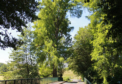 arbre16 Cyprès chauve