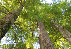 arbre17 Cyprès chauve