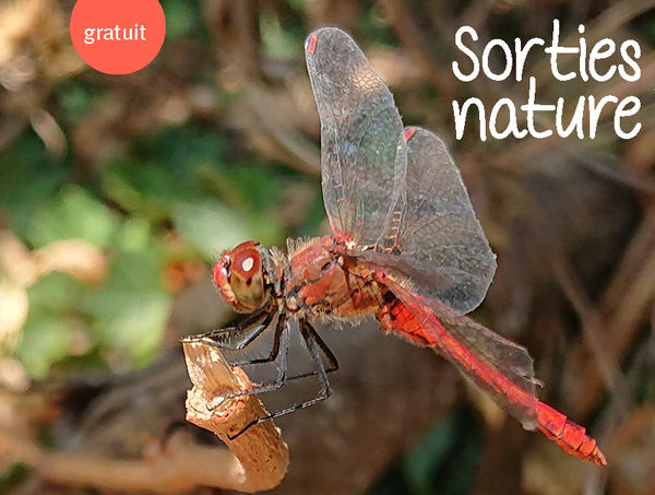 sorties nature