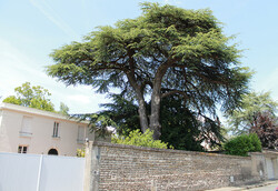 arbre09 Cèdre du Liban