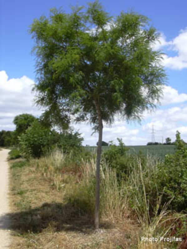 Robinia "pseudoacacia mimoseafolia"