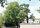 arbre06 Marronnier commun