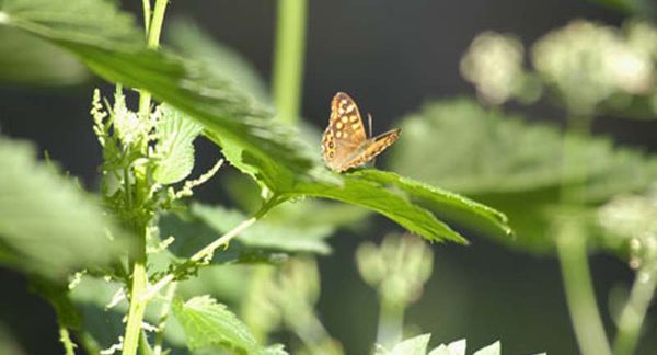 Macro d'un papillon sur des herbes