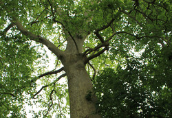 arbre19 Platane