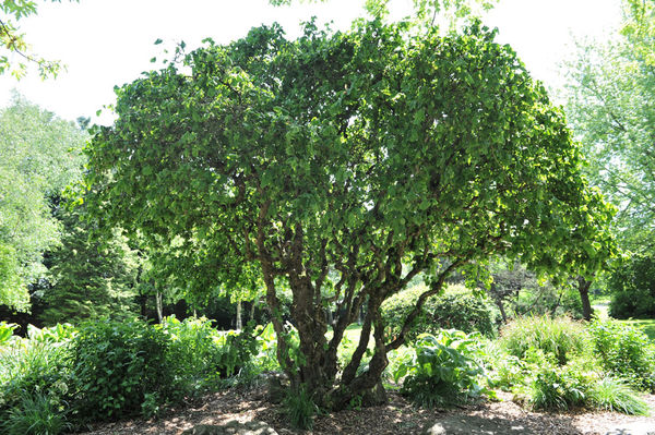 Arbre remarquable niortais : Noisetier tortueux