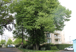 arbre04 Tilleul argenté