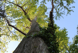 arbre02 Cyprès chauve