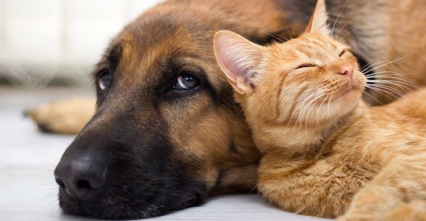 Chien et chat Chien et chat © DR