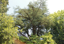 arbre08 Cèdre bleu de l'Atlas