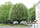 arbre01 Chêne vert