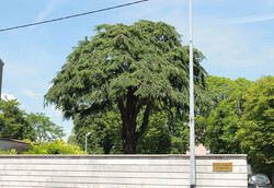 arbre10 Cèdre bleu de l'Atlas