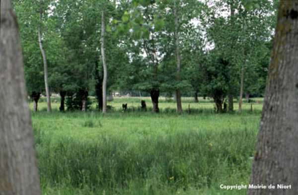 Forêt
