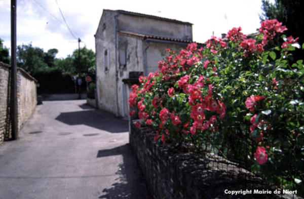 Fleurs le long du parcours
