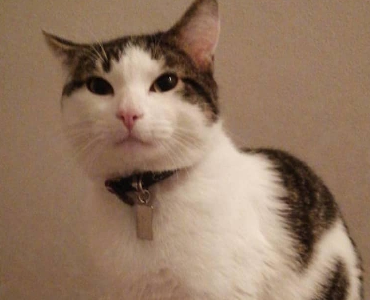 Chats Perdus Mairie De Niort