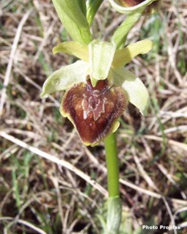 "Ophrys araignée"