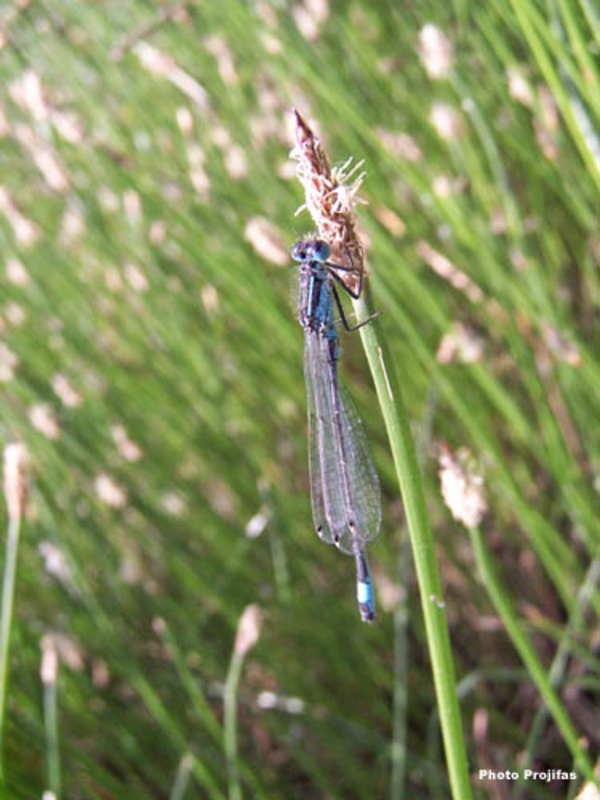Libellule Agrion élégant
