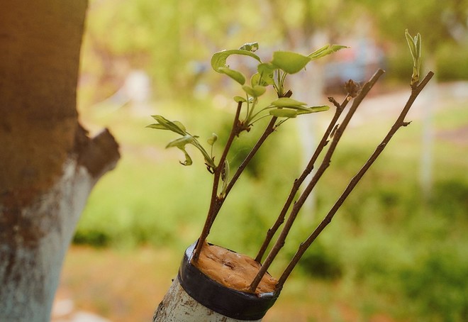Atelier Jardin au naturel : Découvrir la greffe