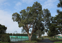 Eucalyptus (Gommier)