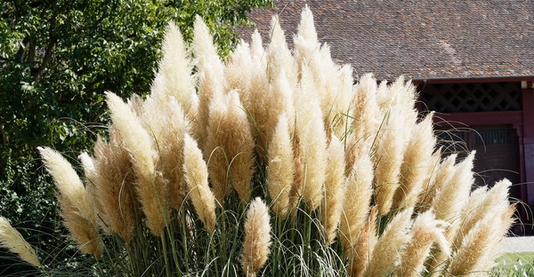 Herbe de la Pampa