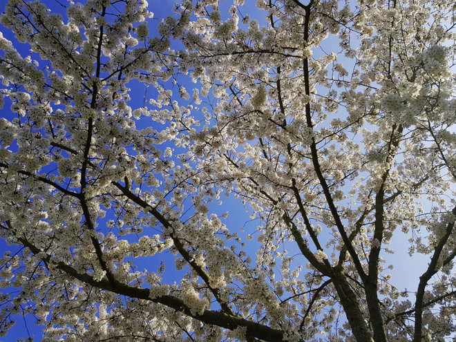 Atelier Jardin au naturel : Taille des arbres fruitiers et des arbustes d'ornement