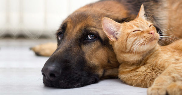 Refuge pour animaux
