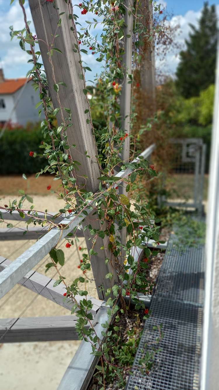 Structure en bois avec plantes grimpantes à baies rouges longeant un cheminement métallique extérieur de l'école