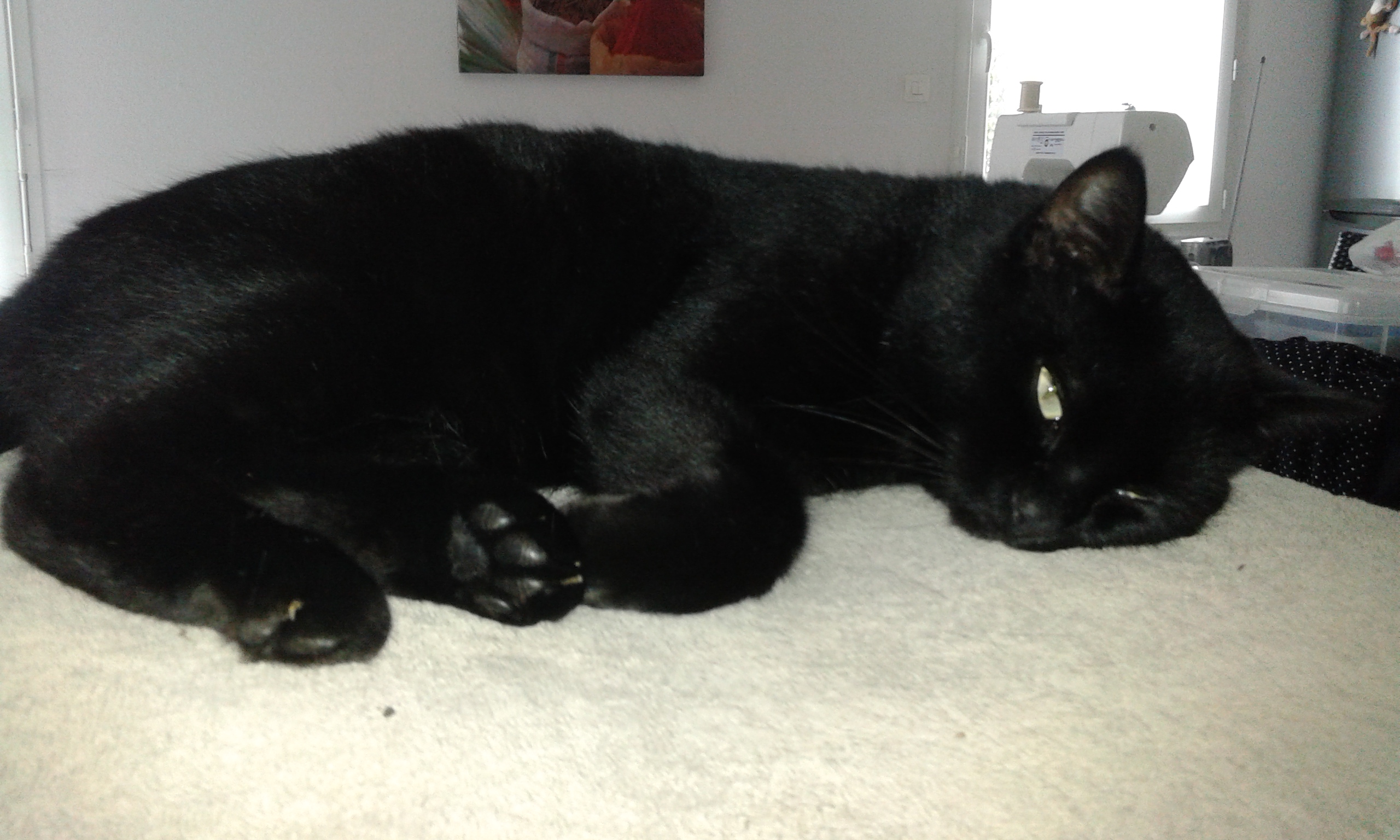 chatte noire avec la queue noire