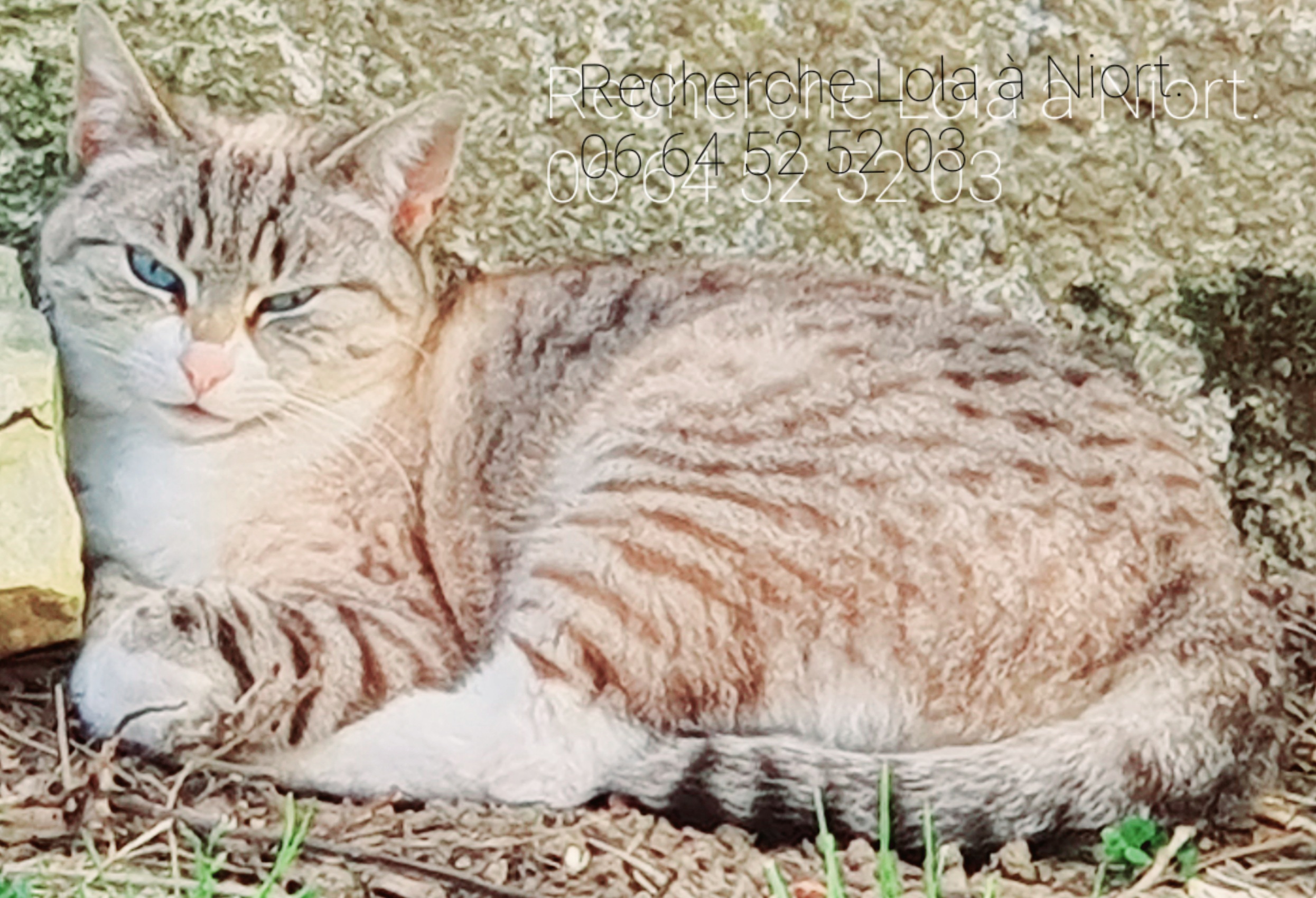 Chats Perdus Mairie De Niort
