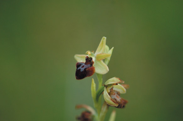 L’Ophrys araignée  ©A. Le Fouler