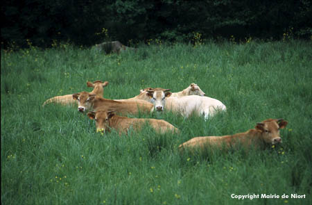 Vaches allongées dans l'herbe