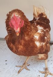 Photo d'un(e) POULE
