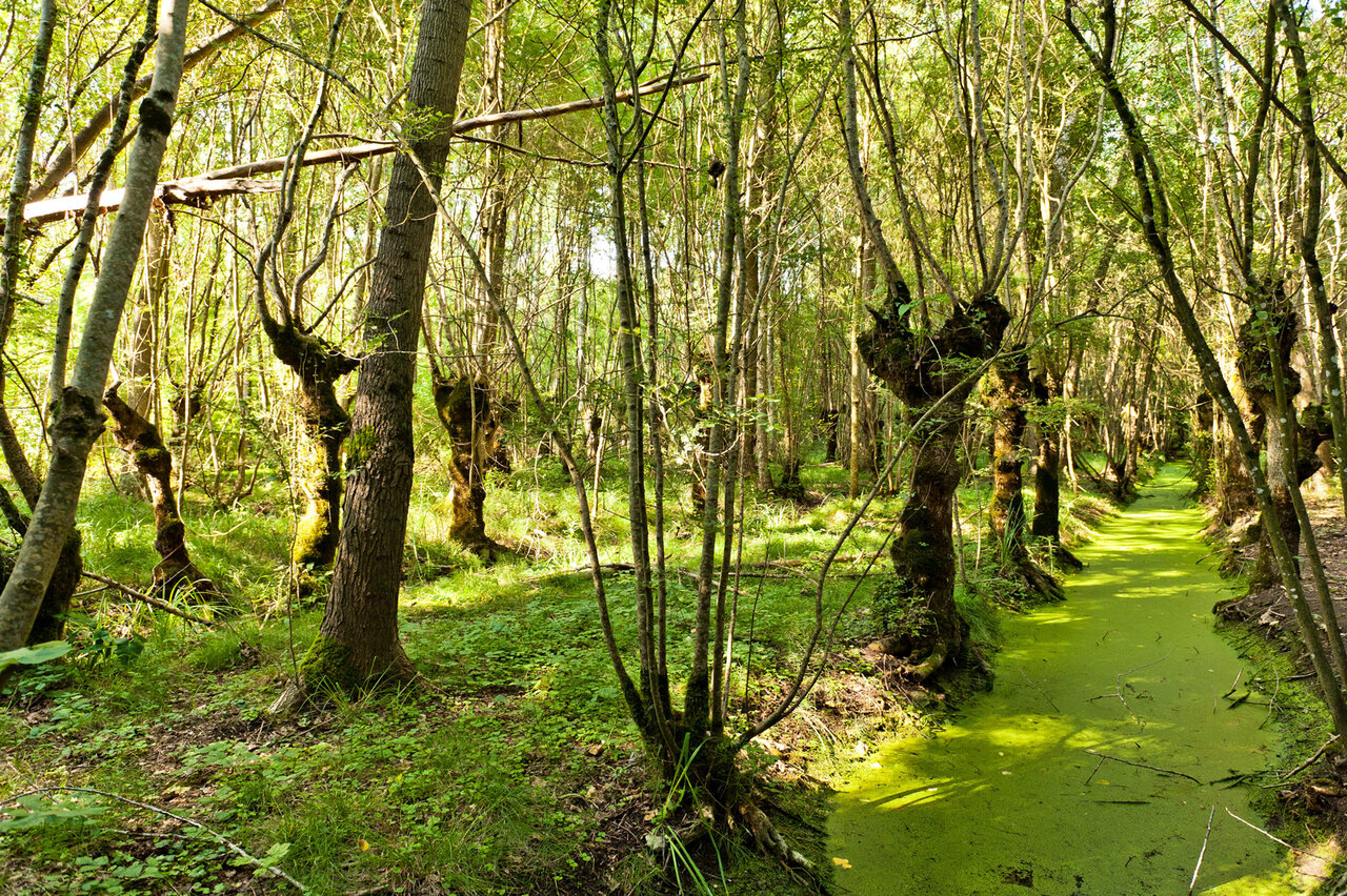 Marais de Galuchet - Alex Giraud
