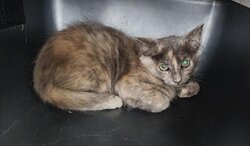 Photo d'un(e) EUROPEEN CHATON