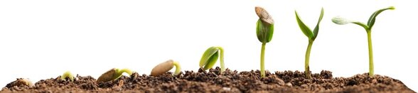  - Agrandir l'image, fenêtre modale