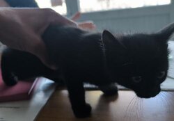 Photo d'un(e) EUROPEEN CHATON