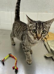 Photo d'un(e) EUROPEEN CHATON