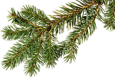 Branche de sapin de Noël ©Romiri-Fotolia