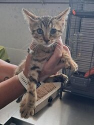 Photo d'un(e) EUROPEEN CHATON