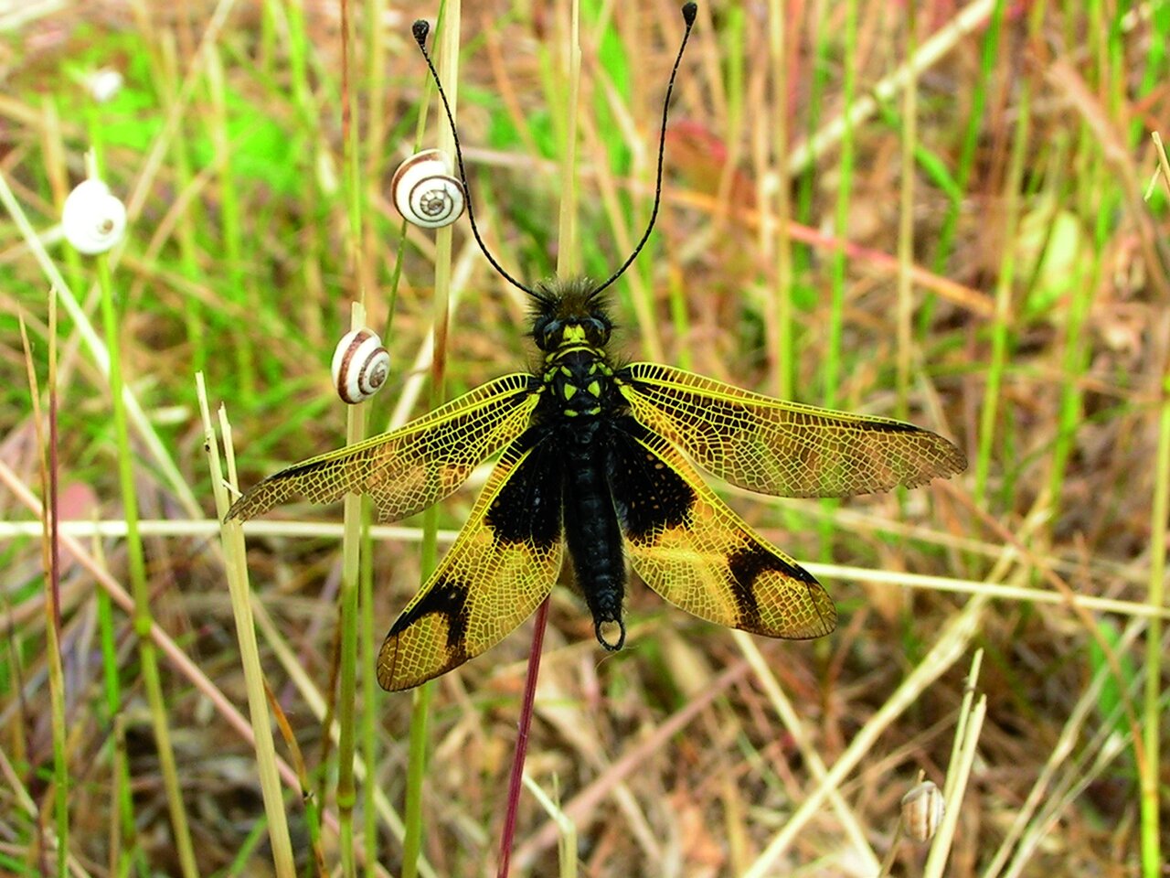 Ascalaphe commun : cet insecte, d'intérêt régional, vit sur les pelouses sèches calcaires ©Nicolas Cotrel - DSNE
