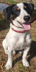 Photo d'un(e) JACK RUSSEL