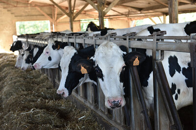 Pojet alimentaire de territoire Vaches de l'exploitation La Roche Laitière à Brûlain ©BD