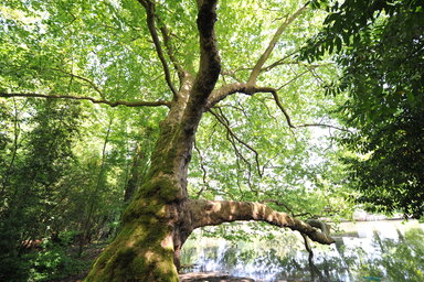 Arbre remarquable