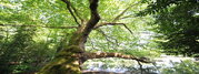 Arbre remarquable