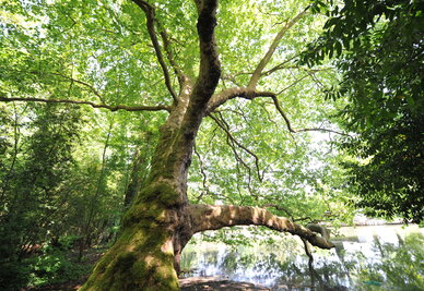 Arbre remarquable