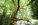 Arbre remarquable