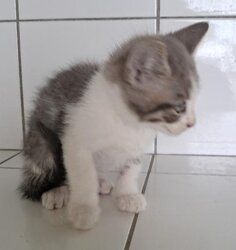 Photo d'un(e) EUROPEEN CHATON