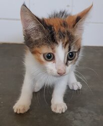 Photo d'un(e) EUROPEEN CHATON